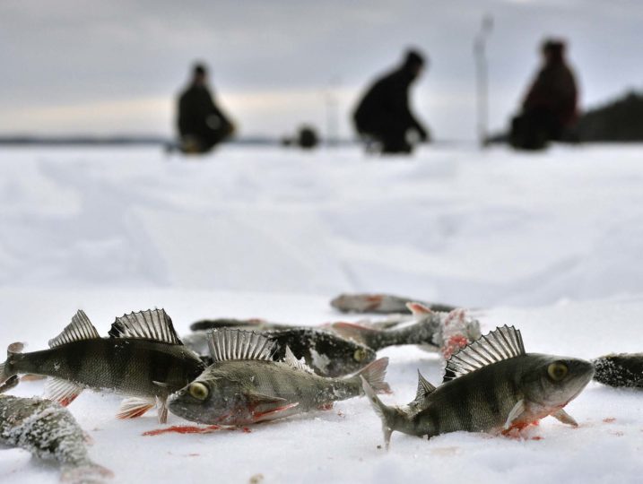 Kalastus: Monta pientä ahventa jäällä pilkkisaaliina.