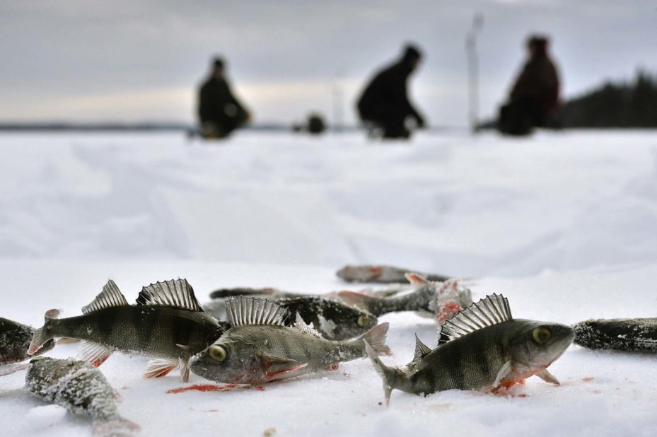 Kalastus: Monta pientä ahventa jäällä pilkkisaaliina.