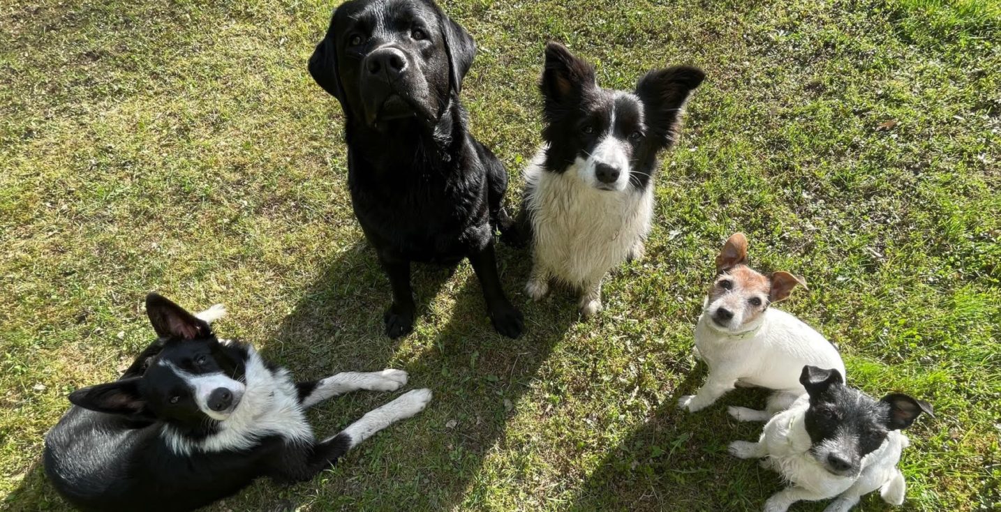 Kaksi bordercollieta, labradorinnoutaja ja kaksi jackrusselinterrieriä nurmikolla märkinä uimisen jälkeen.