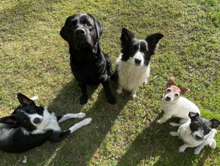 Kaksi bordercollieta, labradorinnoutaja ja kaksi jackrusselinterrieriä nurmikolla märkinä uimisen jälkeen.
