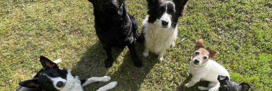 Mökille koiran kanssa