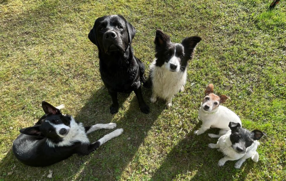 Kaksi bordercollieta, labradorinnoutaja ja kaksi jackrusselinterrieriä nurmikolla märkinä uimisen jälkeen.
